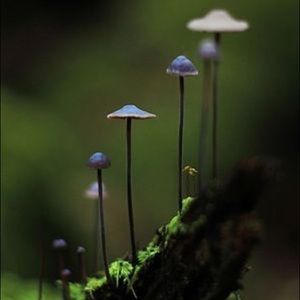 Meet your Posher, Anne